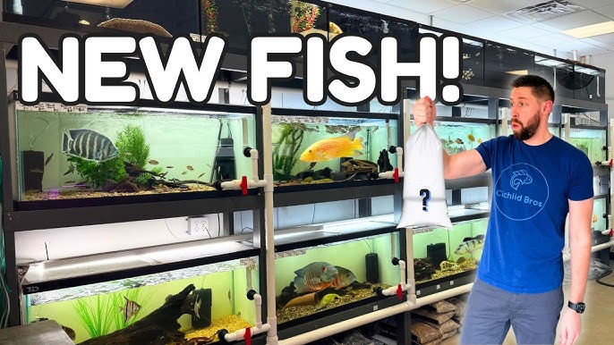 aquarium fish for sale online